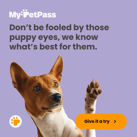 Why Doesn't My Dog Like Getting Pets? · The Wildest