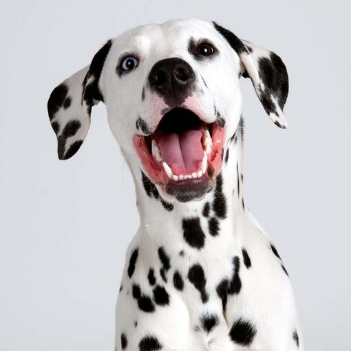 Dalmatian