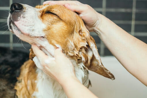 Dog bathing