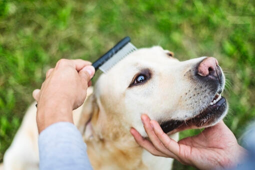 Dog being brushed