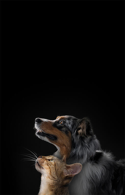 Pro Plan cat and dog with black background