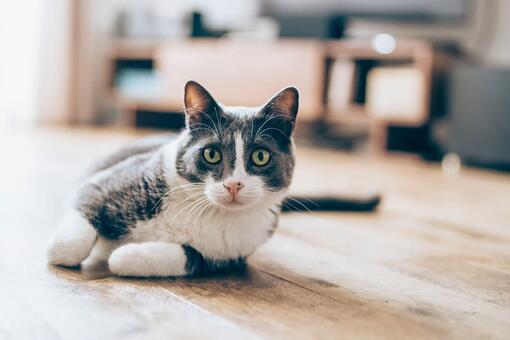 cat laying on floor