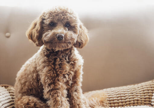 labradoodle sitting on dog bed