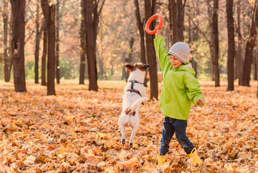 Puppy jumping up and playing with child