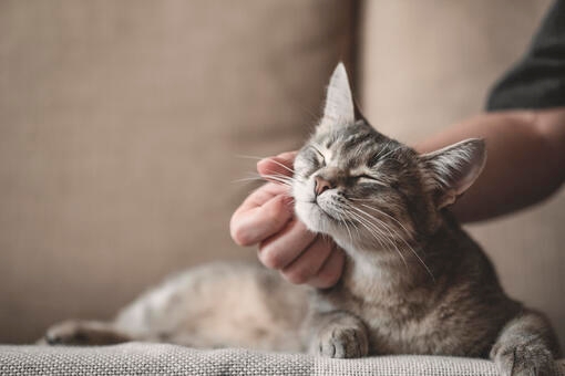 Cat being stroked