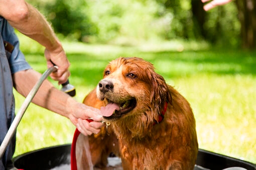 Dog being showered