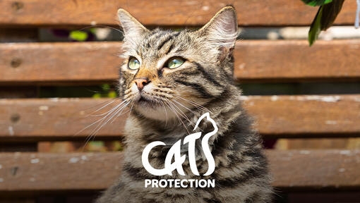 Cats Protection logo with tabby cat on a bench
