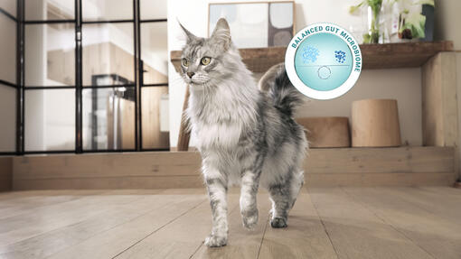 Balanced gut microbiome visualisation next to the Purina ONE cat walking