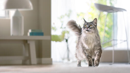 Purina ONE cat walking across a wooden floor