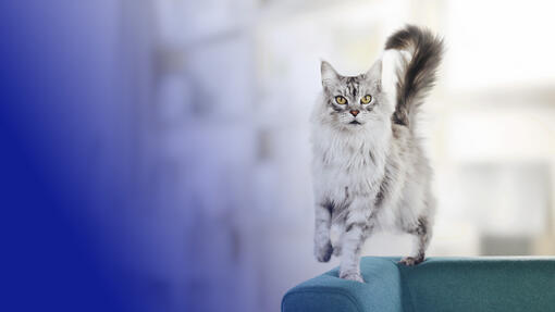 Purina ONE cat running across the top of a sofa