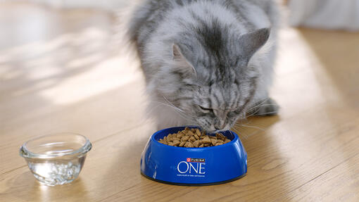 Cat eating from a bowl of Purina ONE with a bowl of water next to it