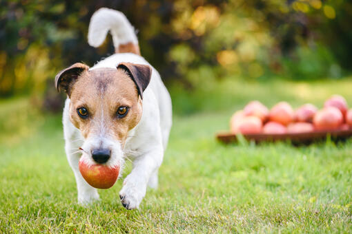 Dog eating apple