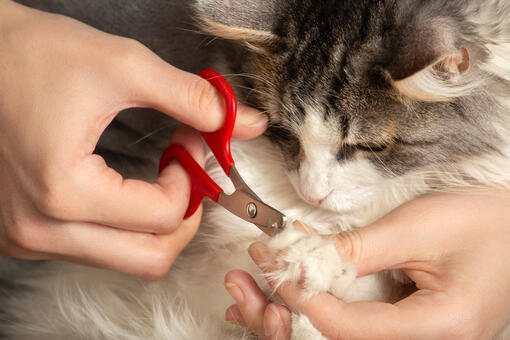 Trimming cat nails