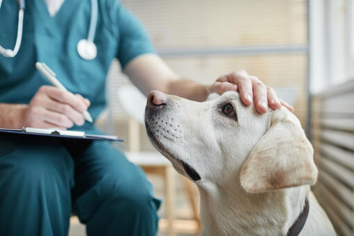 Dog at vet