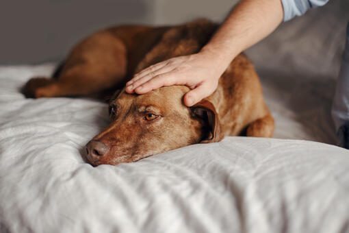 Dog sleeping