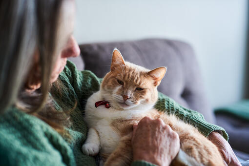 Cat relaxing