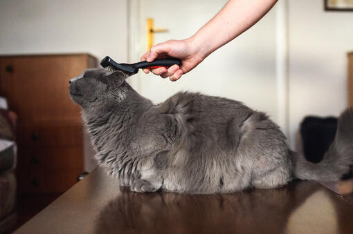 Brushing cat