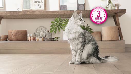 Take The PURINA ONE 3 Week Challenge Purina