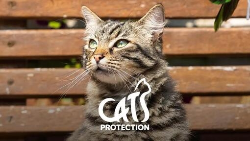 Cats Protection logo and tabby cat on a bench