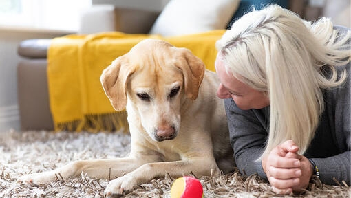 Woman lying on the floor with her Labrador looking at a tennis ball