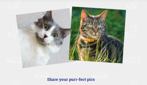 Share your purr-fect pics