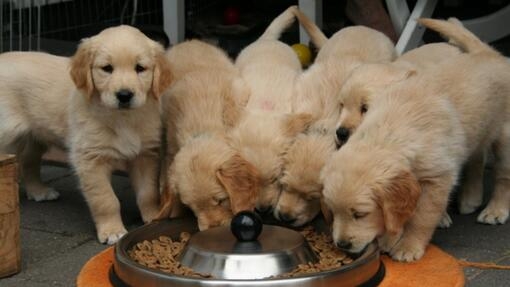 How many times do puppies need to eat best sale