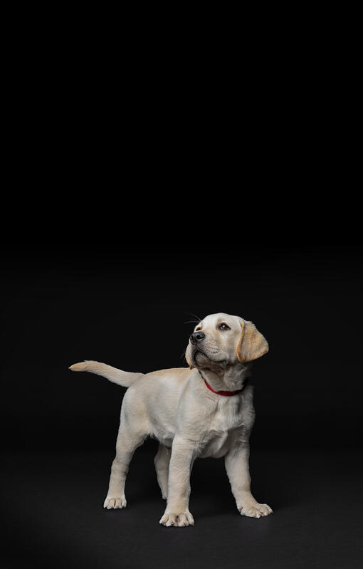 Golden Labrador puppy on a black background