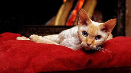 A Devon Rex lying down on a red cat bed