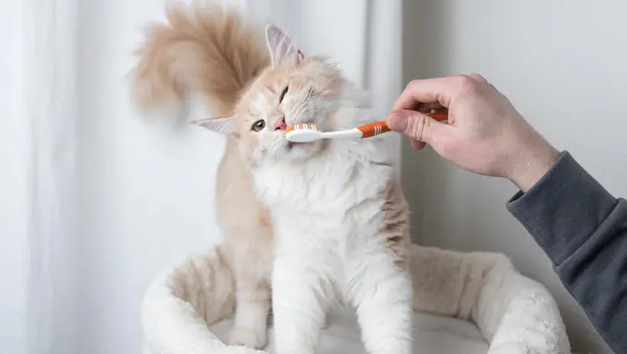 How Often Should You Brush Your Cat’s Teeth?