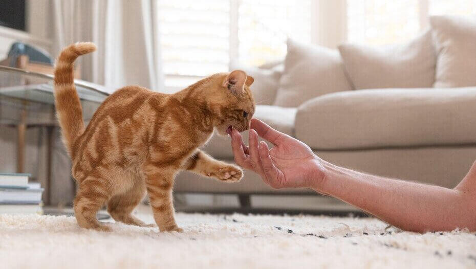 cat with hair ball