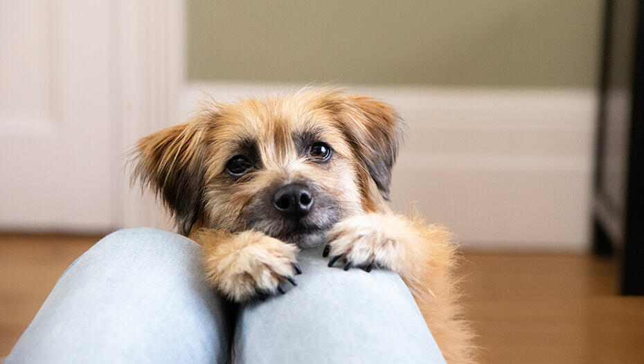 best thing to give a teething puppy