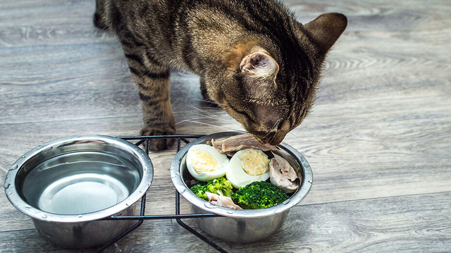 are cooked eggs good for cats