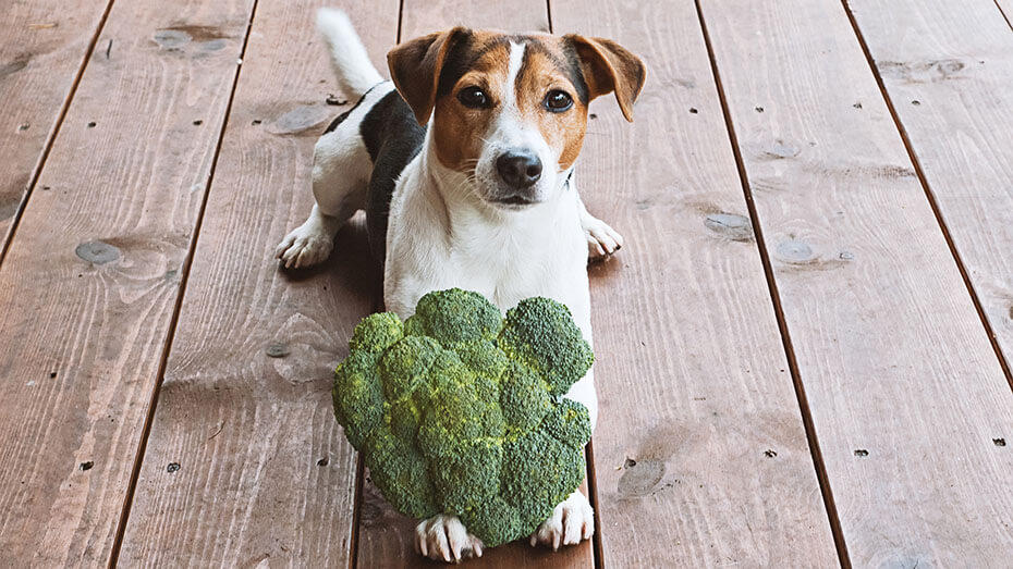 broccoli ok for dogs