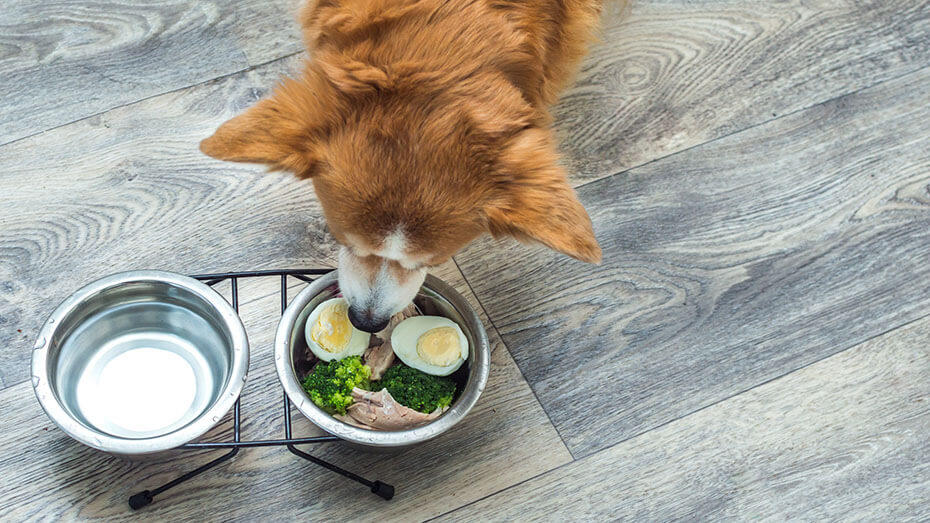 Are Scramble Eggs Good for Dogs 