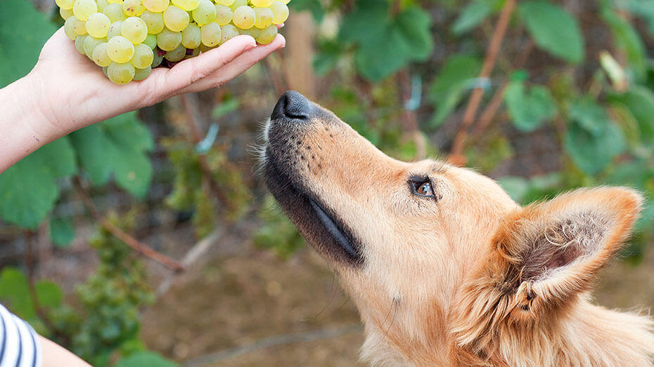 Feeding sale dogs grapes