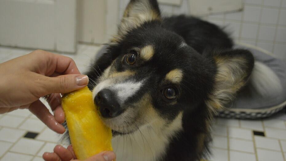 are dried mangoes good for dogs