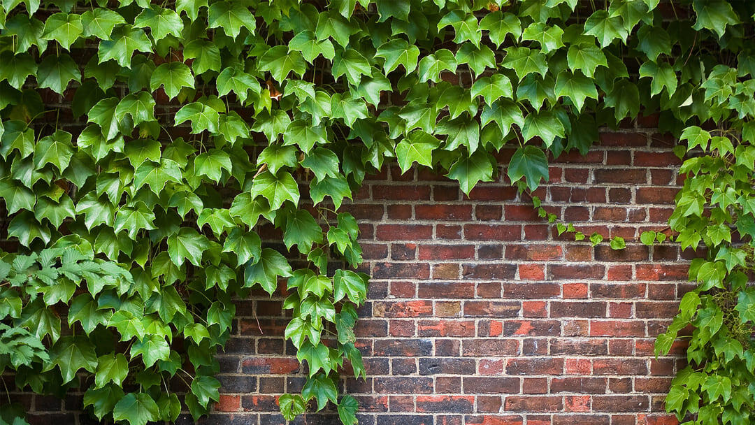 Is Ivy Poisonous to Dogs